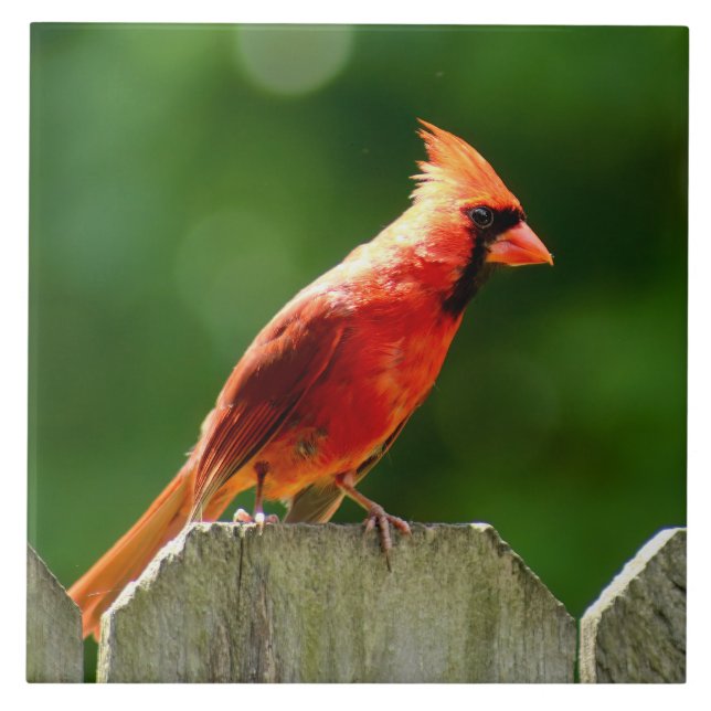 Nordischer Kardinal im Sommer Naturfotografie Fliese (Vorderseite)