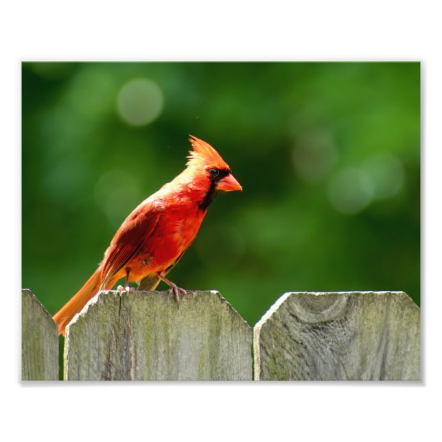 Nordischer Kardinal im Sommer Naturfotografie Fotodruck (Vorne)