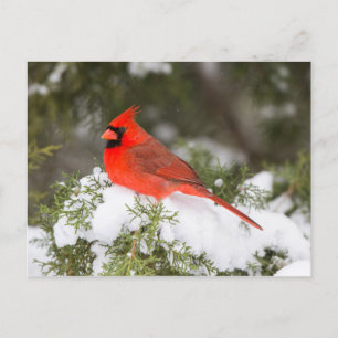 Nordischer Kardinal in Juniperbaum zur Winterzeit Feiertagspostkarte
