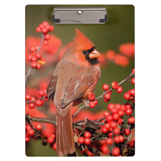 NordKardinal auf gemeinem Winterberry Klemmbrett (Vorderseite)