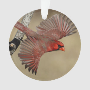 NordKardinal im Flug Ornament