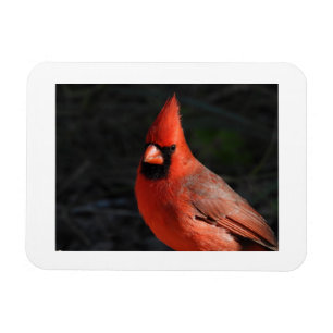 Nordkardinal Rotvogel Foto Kühlschrankmagnet Magnet