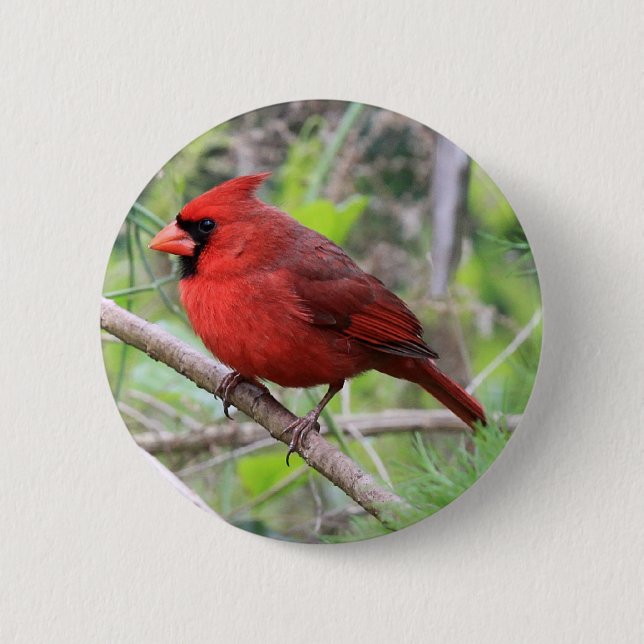 NordKardinals-Foto Button (Vorderseite)