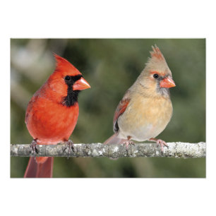 NordKardinals-Fotografie-Druck Fotodruck