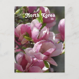 Nordkorea Magnolia Postkarte