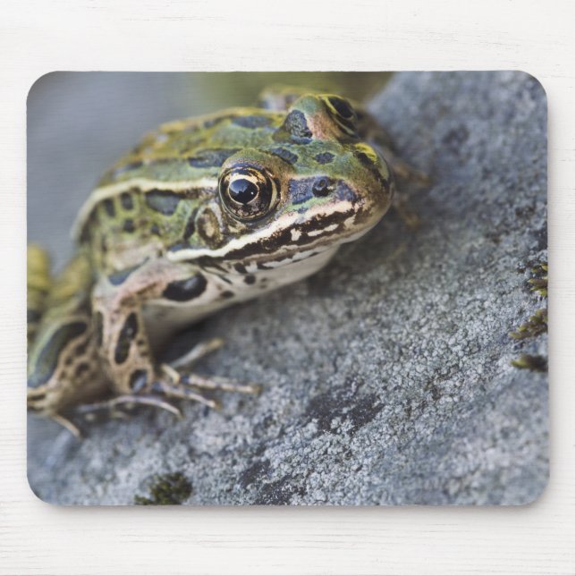 Nordleopardfrosch, See-through Island, Mousepad (Vorne)