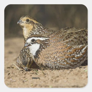 Nördliche Bobwhite-Wachtelbabys am Teich beim Trin Quadratischer Aufkleber