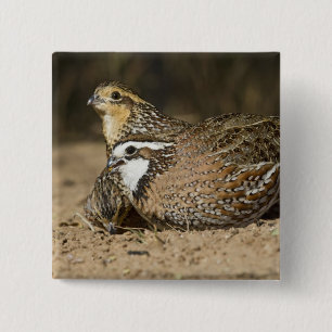 Nördliche Bobwhite-Wachtelbabys am Teich zum Trink Button