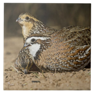 Nördliche Bobwhite-Wachtelbabys am Teich zum Trink Fliese