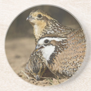 Nördliche Bobwhite-Wachtelbabys am Teich zum Trink Getränkeuntersetzer