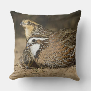 Nördliche Bobwhite-Wachtelbabys am Teich zum Trink Kissen