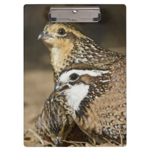Nördliche Bobwhite-Wachtelbabys am Teich zum Trink Klemmbrett