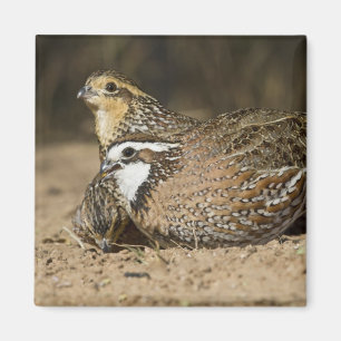 Nördliche Bobwhite-Wachtelbabys am Teich zum Trink Magnet