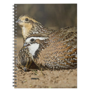 Nördliche Bobwhite-Wachtelbabys am Teich zum Trink Notizblock