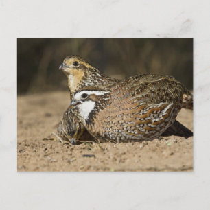 Nördliche Bobwhite-Wachtelbabys am Teich zum Trink Postkarte