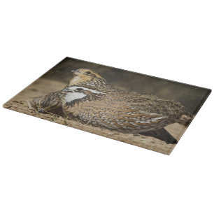 Nördliche Bobwhite-Wachtelbabys am Teich zum Trink Schneidebrett