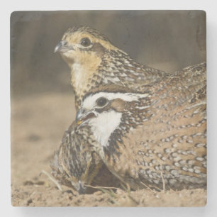 Nördliche Bobwhite-Wachtelbabys am Teich zum Trink Steinuntersetzer