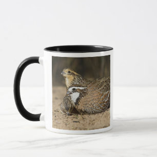 Nördliche Bobwhite-Wachtelbabys am Teich zum Trink Tasse