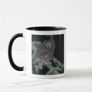 Nördliche Eule auf Niederlassung Tasse