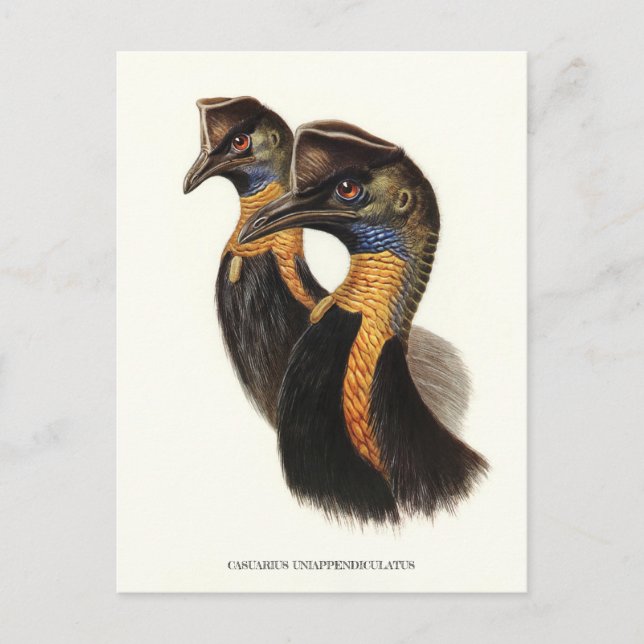 Nördliche Kassowarzen, Vintage Vögel Postkarte (Vorderseite)