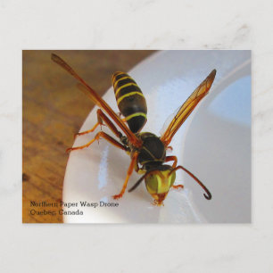 Nördliche oder Goldene Papierwespe (P. fuscatus) D Postkarte