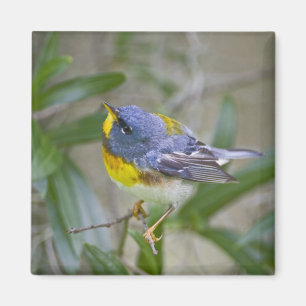 Nördliche Parula (Parula americana) Magnet