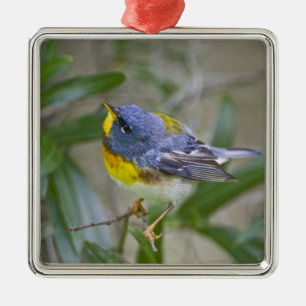 Nördliche Parula (Parula americana) Ornament Aus Metall