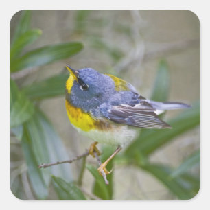 Nördliche Parula (Parula americana) Quadratischer Aufkleber