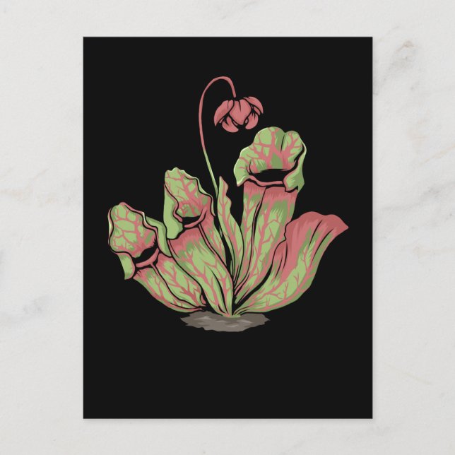 Nördliche Pitcher-Fleischfresser-Pflanze Sarraceni Postkarte (Vorderseite)