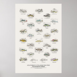Nördliche und Kaltwasserfische - Naturalist's Libr Poster