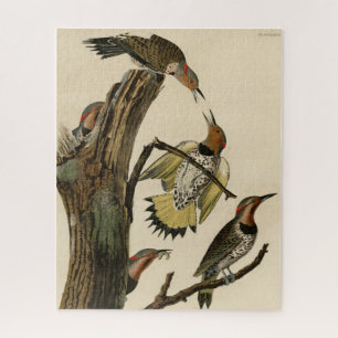 Nördlicher Buntspecht aus Audubons Birds of Americ