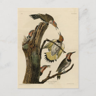 Nördlicher Buntspecht aus Audubons Birds of Americ Postkarte