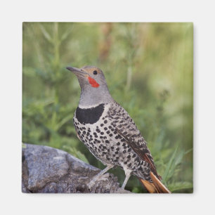 Nördlicher Goldspecht, Colaptes auratus, Rotwellen Magnet