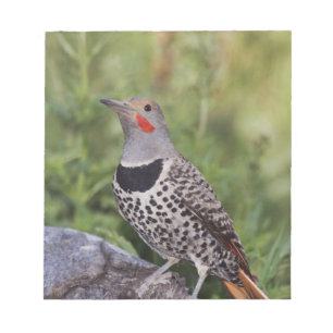 Nördlicher Goldspecht, Colaptes auratus, Rotwellen Notizblock