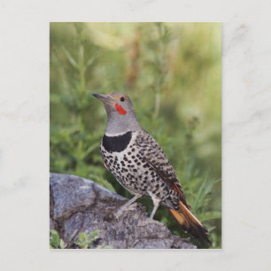 Nördlicher Goldspecht, Colaptes auratus, Rotwellen Postkarte