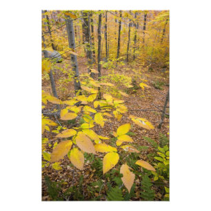 Nördlicher Hartholz-Wald in New Hampshire USA Fotodruck