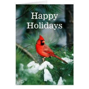 Nördlicher Kardinal auf Baum, IL