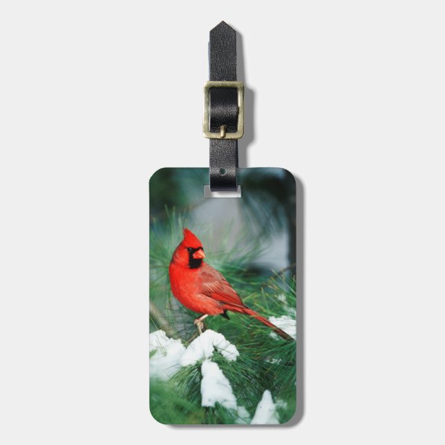 Nördlicher Kardinal auf Baum, IL Gepäckanhänger (Vorderseite vertikal)