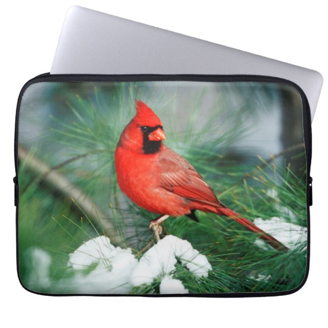 Nördlicher Kardinal auf Baum, IL Laptopschutzhülle (Vorderseite)