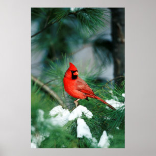 Nördlicher Kardinal auf Baum, IL Poster