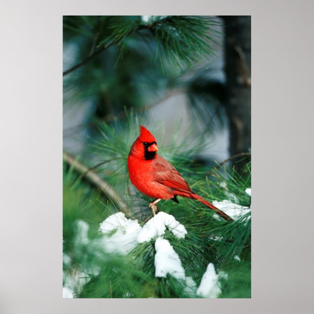 Nördlicher Kardinal auf Baum, IL Poster (Vorne)