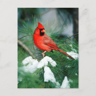 Nördlicher Kardinal auf Baum, IL Postkarte