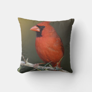 Nördlicher Kardinal, Cardinalis cardinalis, männli Kissen