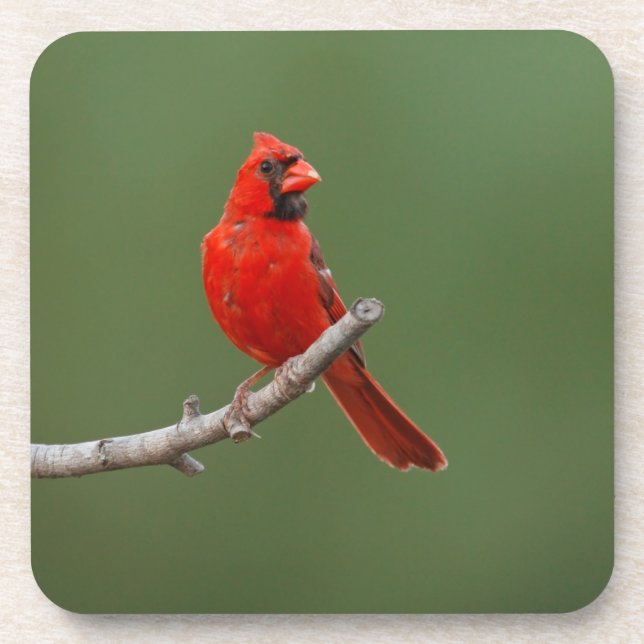 Nördlicher Kardinal Getränkeuntersetzer (Vorderseite)