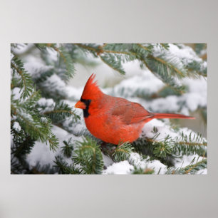 Nördlicher Kardinal in Balsam Tannenbaum im Winter Poster