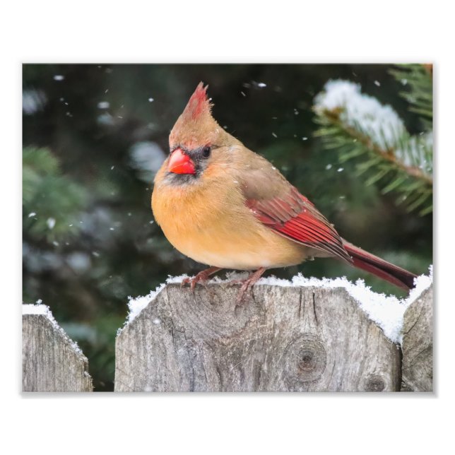 Nördlicher Kardinal in der Schneenaturfotografie Fotodruck (Vorne)