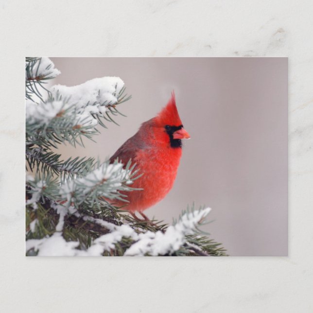 Nördlicher Kardinal in einem Baum Postkarte (Vorderseite)
