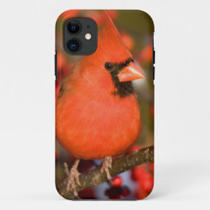 Nördlicher Kardinal in Gewöhnlicher Winterbeere Case-Mate iPhone Hülle
