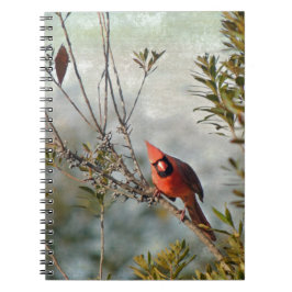 Nördlicher Kardinal in Wax Myrtle Notizblock