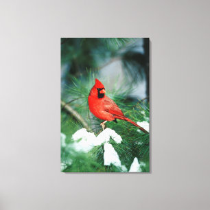 Nördlicher Kardinal Männchen auf Baum, IL Leinwanddruck